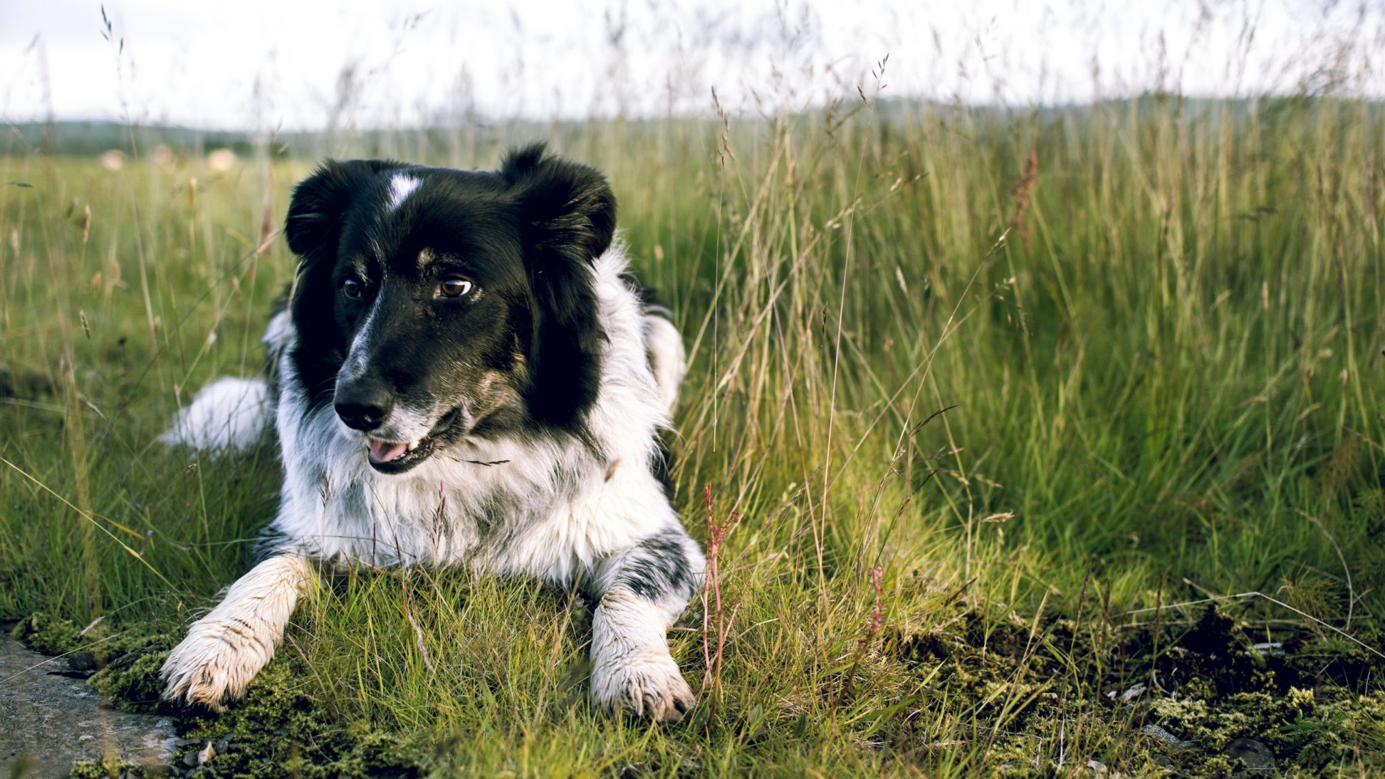 Arnanes Country Hotel - Outside