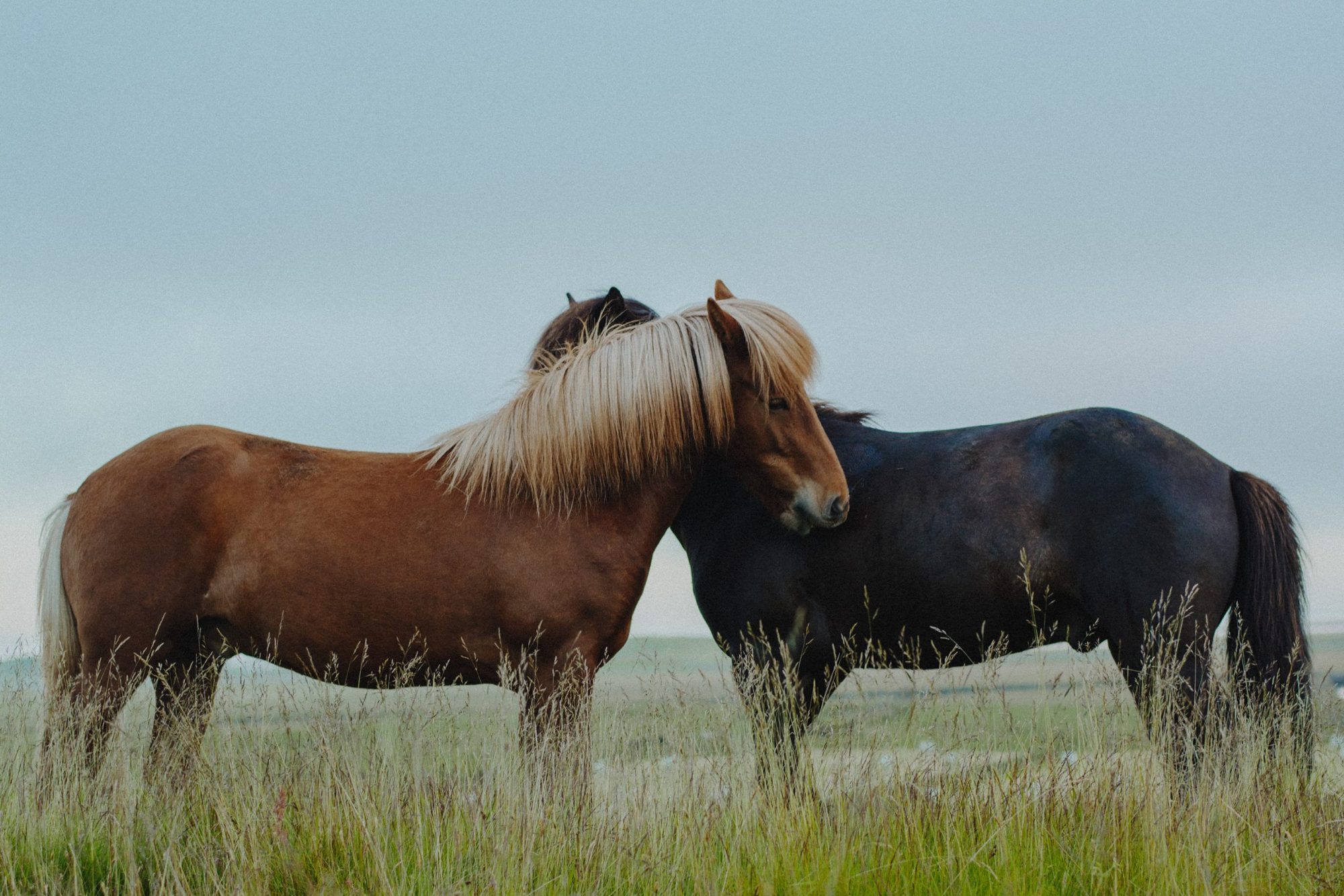Arnanes Country Hotel - Horse Riding Tour