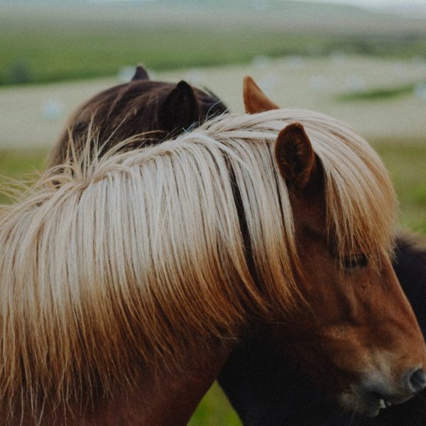 Arnanes Country Hotel - Horse Riding Tour