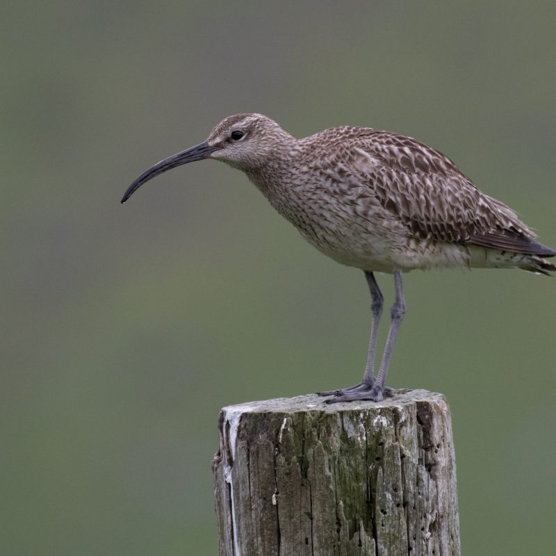 Arnanes Country Hotel - Bird